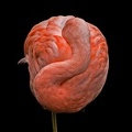 402-3797 Safari Park - Chilean Flamingo (18x12) 12x12 300 dpi 20150520 20140319.jpg