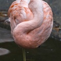 402-3797 Safari Park - Chilean Flamingo.jpg