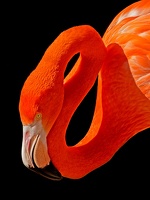 402-7998 SD Zoo - Flamingo 12x18 300 dpi 20140521