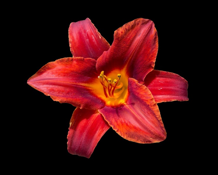 405-7375--7380 Daylily F 2 (18x12) 15x12 300 dpi 20150617.jpg