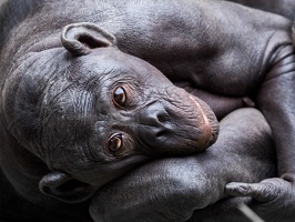 405-8599 SD Zoo Bonobo 1.4 S1 (18x12) 16x12 300 dpi 20150819