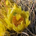 411-1579 Anza Borrego - Cactus Flower and Lodger (18x12) 12x12 s2 r2 300 dpi 20190320.jpg
