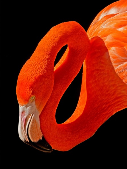 402-7998 SD Zoo - Flamingo 12x18 300 dpi 20140521.jpg