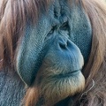402-8399 SD Zoo - Orangutan 12x12 300 dpi 20140416