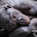 405-8599 SD Zoo Bonobo 1.4 S1 (18x12) 16x12 300 dpi 20150819