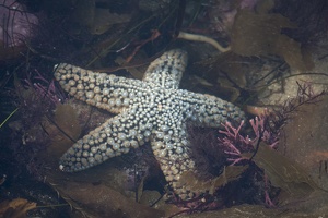 320-5606 Knobby Blue Sea Star Pisaster giganteus