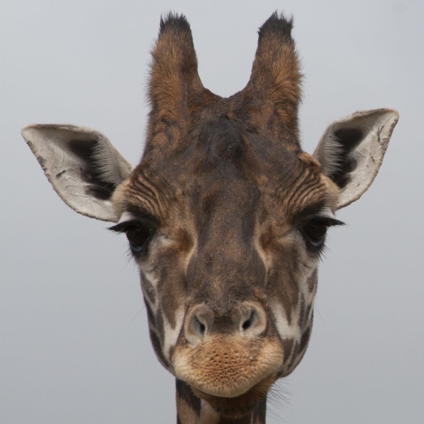 320-9960 Safari Park - Giraffe 1x1.jpg