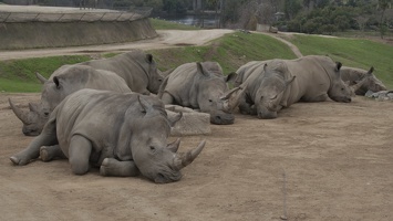 321-0264 Safari Park - White Rhinos