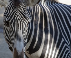 321-1760 San Diego Zoo - Grevy s Zebra