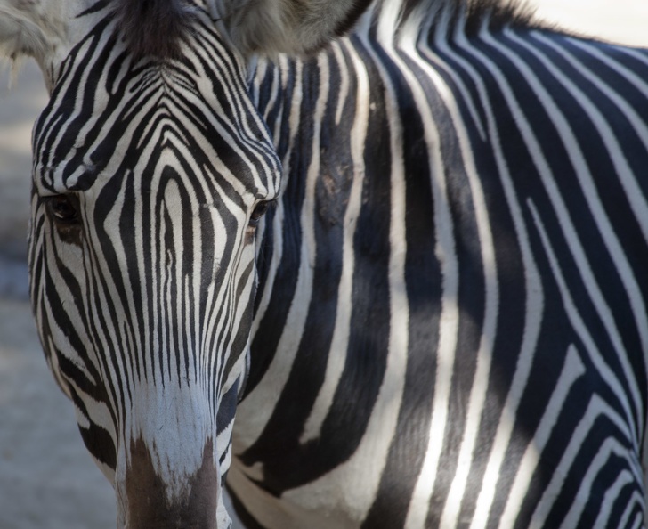 321-1760 San Diego Zoo - Grevy_s Zebra.jpg