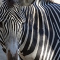 321-1760 San Diego Zoo - Grevy s Zebra