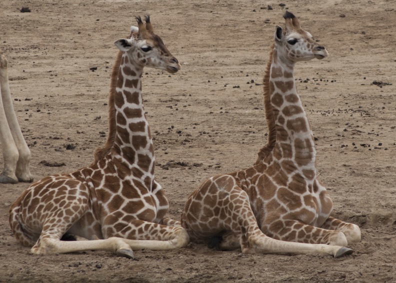 321-0872 Safari Park - Baby Giraffes.jpg
