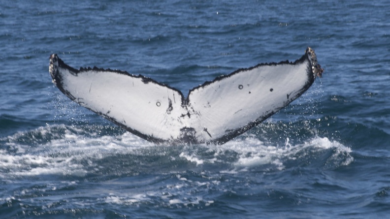 321-3928 Humpback Whale.jpg