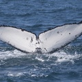 321-3928 Humpback Whale