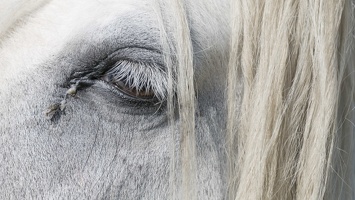 404-3316 Wiltshire Horse