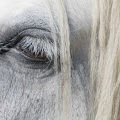 404-3316 Wiltshire Horse