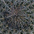 406-5909 Huntington - Cactus Garden