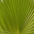 406-9927 Anza-Borrego - Palm Canyon Trail - Oasis California Fan Palm